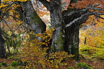 Old beech tree (Fagus sp) in autumn, Piatra Craiului National Park, Transylvania, Southern Carpathian Mountains, Romania, October 2008