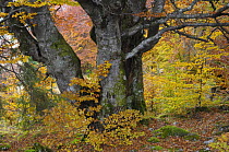 Old beech tree (Fagus sp) in autumn, Piatra Craiului National Park, Transylvania, Southern Carpathian Mountains, Romania, October 2008