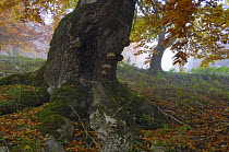 Old beech tree (Fagus sp) with fungi growing on it, Piatra Craiului National Park, Transylvania, Southern Carpathian Mountains, Romania, October 2008