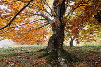 Old beech tree (Fagus sp) with fungi growing on it, Piatra Craiului National Park, Transylvania, Southern Carpathian Mountains, Romania, October 2008