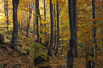Beech (Fagus sp) forest in autumn, Piatra Craiului National Park, Transylvania, Southern Carpathian Mountains, Romania, October 2008