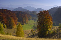 Pastures and forest covered hills, Piatra Craiului National Park, Transylvania, Southern Carpathian Mountains, Romania, October 2008