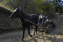 Farmer with traditional horse-drawn cart, Transylvania, Southern Carpathian Mountains, Romania, October 2008