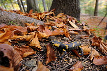 European / Fire Salamander (Salamandra salamandra), Piatra Craiului National Park, Transylvania, Southern Carpathian Mountains, Romania, October 2008