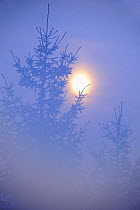 Spruce with full moon shining through fog, Piatra Craiului National Park, Transylvania, Southern Carpathian Mountains, Romania, October 2008