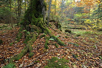 Beech (Fagus sp) roots covered with moss, Valea Crapaturii and Rock of the King, Piatra Craiului National Park, Transylvania, Southern Carpathian Mountains, Romania
