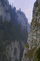 Limestone rocks in Valea Crapaturii, Piatra Craiului National Park, Transylvania, Southern Carpathian Mountains, Romania, October 2008