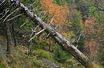 Dead spruce tree in Valea Crapaturii, Piatra Craiului National Park, Transylvania, Southern Carpathian Mountains, Romania, October 2008