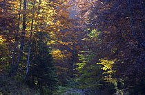 Deciduous forest in autumn, Piatra Craiului National Park, Transylvania, Southern Carpathian Mountains, Romania, October 2008