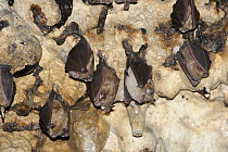 Greater Horseshoe Bats (Rhinolophus ferrumequinum) roosting, Piatra Craiului National Park, Transylvania, Southern Carpathian Mountains, Romania, October 2008