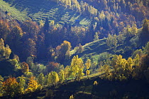 Rural landscape in autumn, Piatra Craiului National Park, Transylvania, Southern Carpathian Mountains, Romania, October 2008
