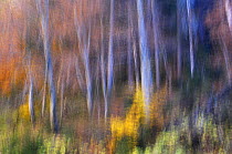 Beech (Fagus sp) forest in autumn, soft focus, Piatra Craiului National Park, Transylvania, Southern Carpathian Mountains, Romania, October 2008