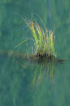 Grasses growing on a submerged tree stump in Red Lake, Cheile Bicazului-Hasmas National Park, Carpathian Mountains, Transsylvania, Romania, October 2008