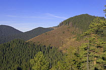 Deforested hillside in Cheile Bicazului-Hasmas National Park, Carpathian Mountains, Transylvania, Romania, October 2008
