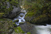 Mountain stream flowing through woodland, Bicaz, Cheile Bicazului-Hasmas National Park, Carpathian Mountains, Transylvania, Romania, October 2008