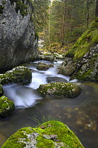 Mountain stream flowing through woodland, Bicaz, Cheile Bicazului-Hasmas National Park, Carpathian Mountains, Transylvania, Romania, October 2008