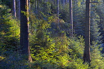 Spruce forest, Cheile Bicazului-Hasmas National Park, Carpathian Mountains, Transylvania, Romania, October 2008
