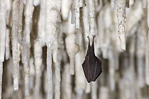 Lesser Horseshoe Bat (Rhinolophus hipposideros)  hibernating amongst stalactites, Grotta Monte Majore, Gennargentu NP, Sardinia, November 2008