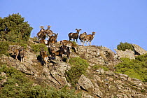 Mouflon (Ovis musimon) herd, Gennargentu National Park, Sardinia, Italy, November 2008