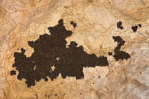 Schreiber's long fingered bat (Miniopterus schreibersi) colony roosting, Grotta Monte Majore, Gennargentu NP, Sardinia, Italy, November 2008