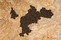 Schreiber's long fingered bat (Miniopterus schreibersi) colony roosting, Grotta Monte Majore, Gennargentu NP, Sardinia, Italy, November 2008