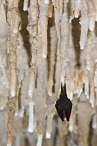 Lesser Horseshoe Bat (Rhinolophus hipposideros) hibernating in cave amongst stalactites, Grotta Monte Majore, Gennargentu NP, Sardinia, Italy, November 2008