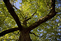 Oriental plane tree (Platanus orientalis) Metsovo town, Valia Calda, Pindos NP, Pindos Mountains, Greece, October 2008