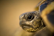 Hermann's tortoise (Testudo hermanni) profile of head, near Meteora, Greece, October 2008
