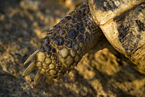 Hermann's tortoise (Testudo hermanni) close-ups of leg, near Meteora, Greece, October 2008