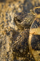 Hermann's tortoise (Testudo hermanni) near Meteora, Greece, October 2008