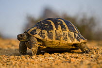 Hermann's tortoise (Testudo hermanni) near Meteora, Greece, October 2008