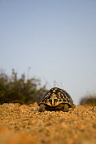 Hermann's tortoise (Testudo hermanni) rear, near Meteora, Greece, October 2008