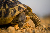 Hermann's tortoise (Testudo hermanni) with head retracted into shell, near Meteora, Greece, October 2008