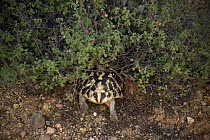 Hermann's tortoise (Testudo hermanni) going into undergrowth, near Meteora, Greece, October 2008