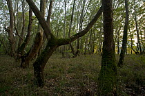 Platan Plane tree forest, Oriental Plane trees (Platanus orientalis), Meteora, Greece, October 2008
