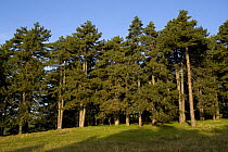 Bulgarian fir trees (Abies borisii-regis) Valia Calda, Pindos NP, Pindos Mountains, Greece, October 2008