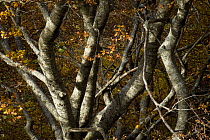 Beech trees (Fagus sylvatica) in autumn, Valia Calda, Pindos NP, Pindos Mountains, Greece, October 2008