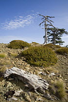 Balkan Pine (Pinus leucodermis)  trees  at high altitude, Valia Calda, Pindos NP, Pindos Mountains, Greece, October 2008