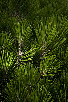 Pine (Pinus nigra) needles, Valia Calda, Pindos NP, Pindos Mountains, Greece, October 2008