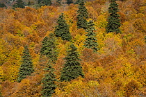 Black Pine (Pinus nigra) and Beech (Fagus sylvatica) forest, Valia Calda, Pindos NP, Pindos Mountains, Greece, October 2008