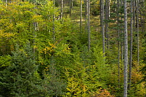 Mixed forest area with young trees, Valia Calda, Pindos NP, Pindos Mountains, Greece, October 2008