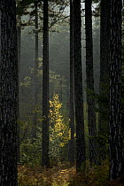 Trunks in Pine (Pinus nigra) forest, Valia Calda, Pindos NP, Pindos Mountains, Greece, October 2008