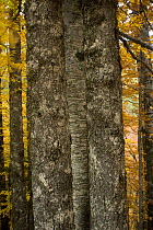 Tree trunks in Beech (Fagus sylvatica) forest, Valia Calda, Pindos NP, Pindos Mountains, Greece, October 2008