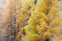 Abstract of European Larch (Larix decidua) trees in autumn, Gran Paradiso National Park, Italy, October 2008