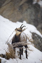 Chamois (Rupicapra rupicapra) grazing on plants in snow, Gran Paradiso National Park, Italy, October 2008