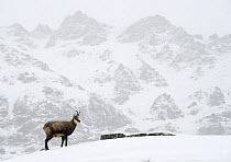 Chamois (Rupicapra rupicapra) in alpine landscape whilst snowing, Gran Paradiso National Park, Italy, October 2008