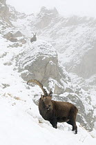 Alpine ibex (Capra ibex ibex) portrait in snow, Gran Paradiso National Park, Italy, October 2008   WWE BOOK.