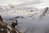 Alpine ibex (Capra ibex ibex) in alpine landscape, Gran Paradiso National Park, Italy, November 2008