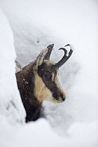Chamois (Rupicapra rupicapra) looking out of hole in deep snow, Gran Paradiso National Park, Italy, November 2008