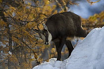 Chamois (Rupicapra rupicapra) grazing on larch leaves in snow, Gran Paradiso National Park, Italy, November 2008